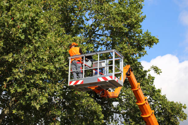 Best Emergency Tree Removal  in Poulsbo, WA